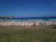 Bondi Christmas