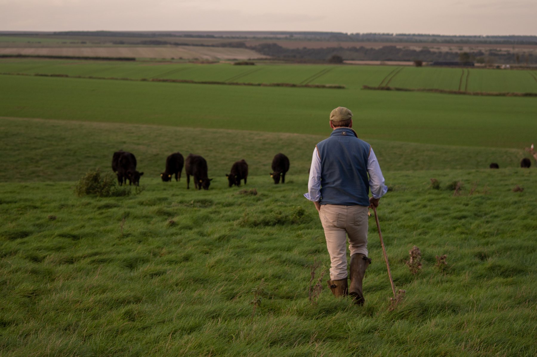 Yorkshire Herd_Rachael Dawes