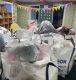 Presents arrived at Yorkshire school
